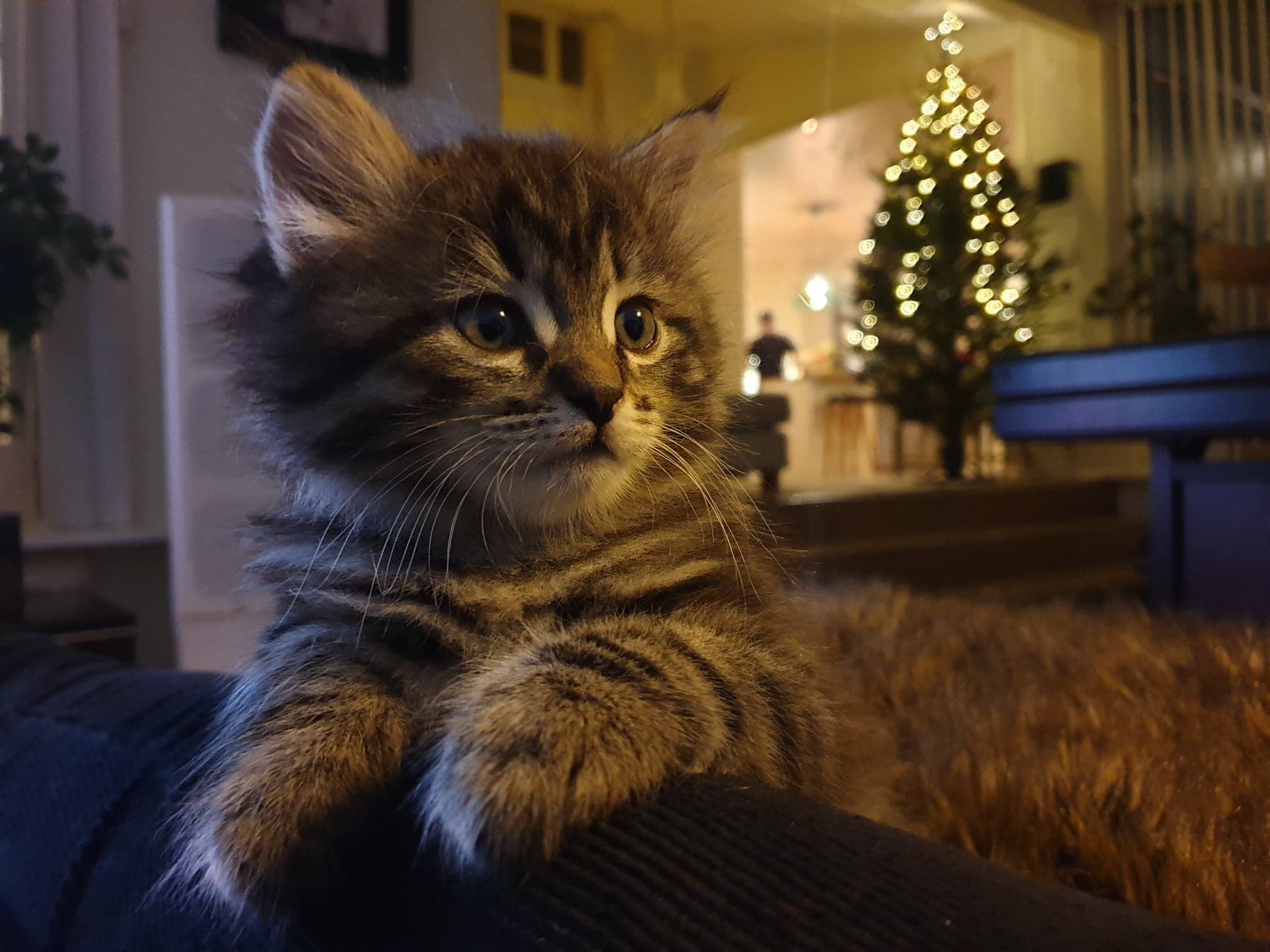 Sibirisk kattunge Gabriel